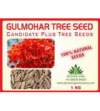 Delonix Regia / Gulmohar Tree Seed 1 Kilograms
